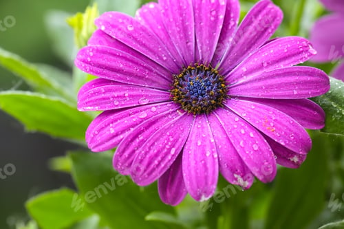 Preview: beautiful purple daisy in the morning dew