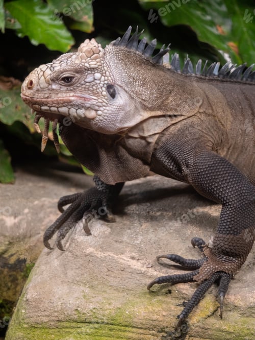 Preview: Iguana at the Beauval Zoo in France