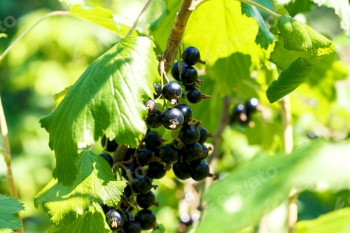 Preview: Grapes of black currant on a bush on a sunny day