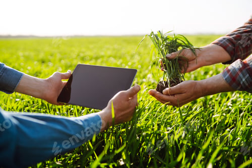 Preview: Two Farmers uses specialized app on digital tablet for checking wheat. Agriculture, ecology concept.