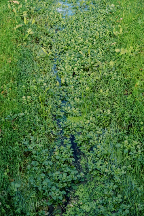Preview: Brook densely overgrown with lush green grass