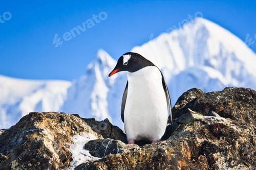 Preview: penguin on the rocks