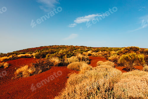 Preview: Beautiful horizontal view of dry plants growing in a hilly landscape on a clear day