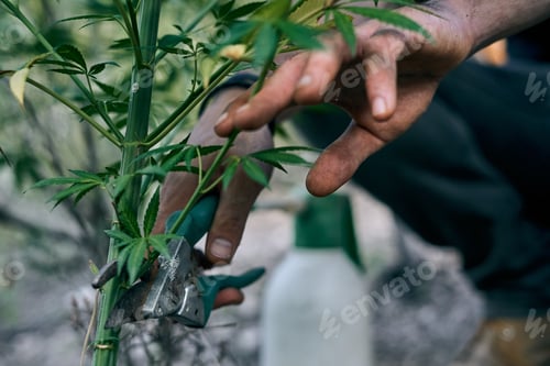 Preview: Taking care of the large cannabis plants in the garden