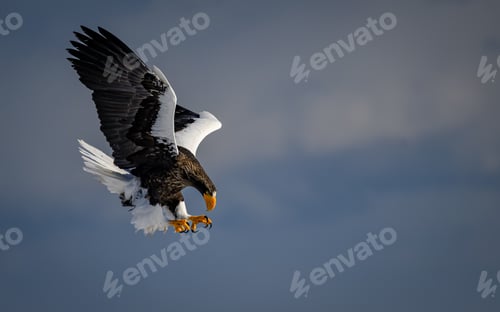 Preview: Steller's Sea Eagle on a snowy ground in Hokkaido, Japan.