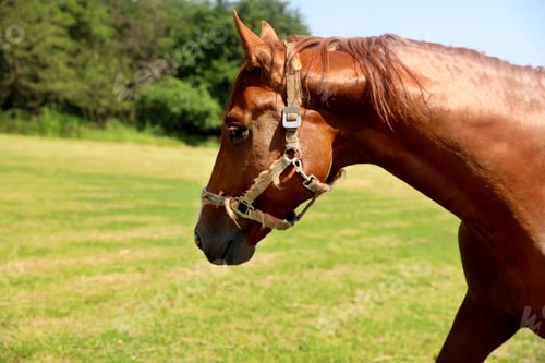 Preview: Chestnut horse outdoors on sunny day. Beautiful pet