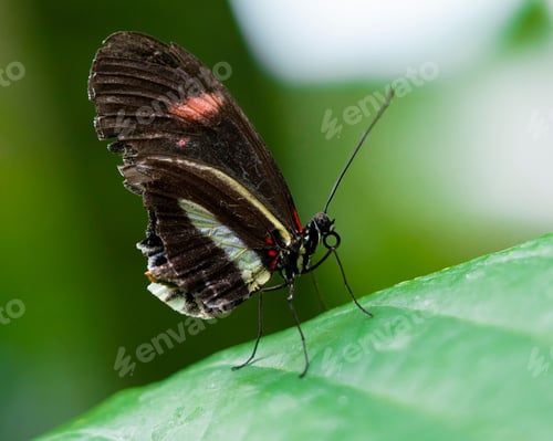 Preview: Close-up shot of a Postman butterfly perched atop a green leaf