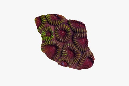 Preview: Layered coral-like structure with central symmetrical formations