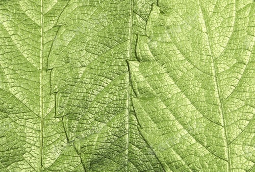 Preview: Background Leaves Autumn There Is A Place For The Inscription