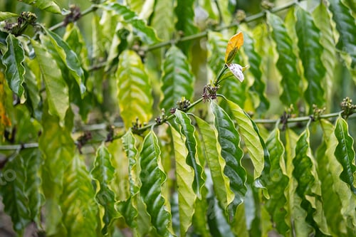 Preview: Coffee trees plantation. Organic coffee growing in tropical garden.
