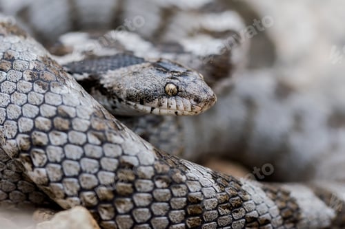 Preview: A detail shot of European Cat snake (Telescopus fallax) or Soosan Snake, on the island of Malta.