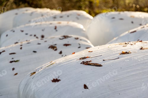 Preview: Bales of hay wrapped in film on an empty pasture close-up