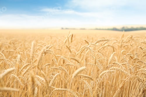 Preview: Wheat grain field on sunny day. Cereal farming