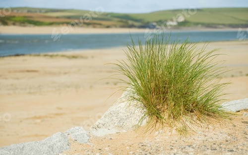 Preview: beach landscape