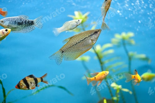 Preview: Colorful exotic fish swimming in deep blue water aquarium with green tropical plants