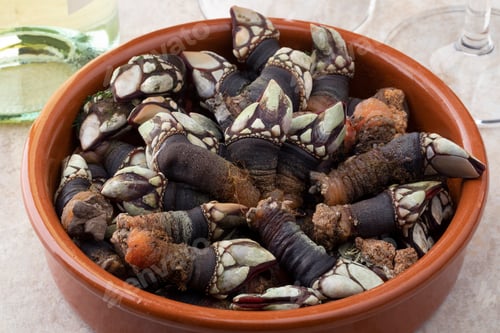 Preview: Fresh cooked goose barnaclesin a bowl close up