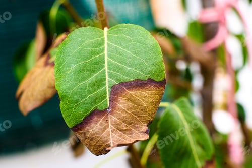 Preview: Leaves on a tree drying dying burned by the heat.