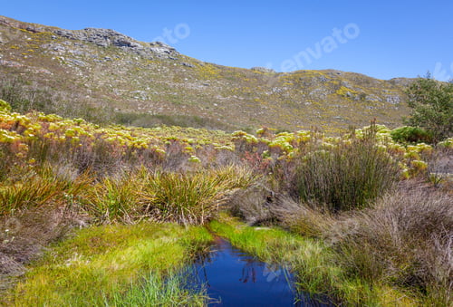 Preview: Fynbos in Table Mountain National Park