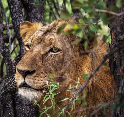 Preview: A Magical South Africa Wildlife pictures