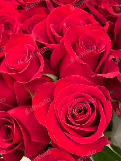 Preview: Red roses