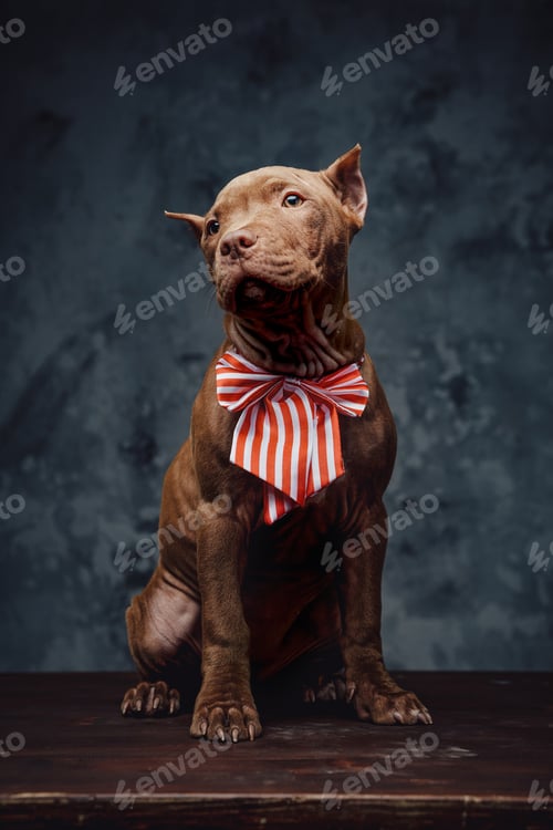 Preview: Portrait of bullterrier with bow tie sitting on wooden table