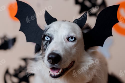 Preview: pet during halloween party