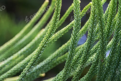 Preview: Close up green plant