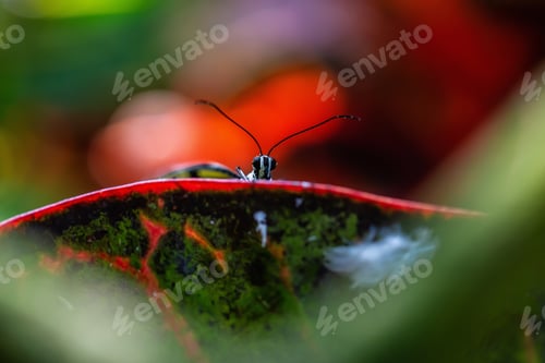 Preview: Macro Picture of a Butterfly