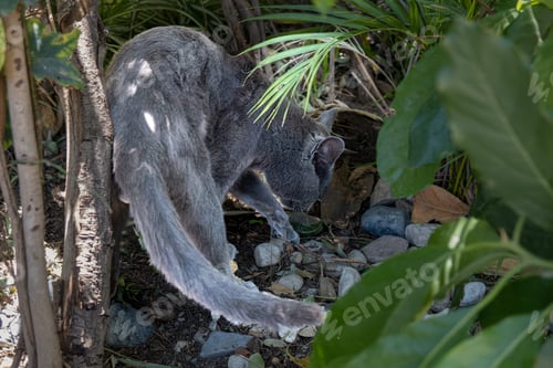 Preview: Gray Cat Discretely Covering Feces Amidst Garden Foliage