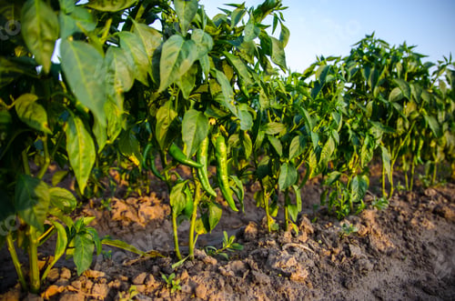 Preview: Green hot peppers grow on the bush.
