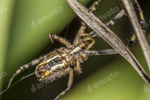 Preview: Closeup shot of a spider on a spider web