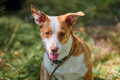 Preview: Jack Russell terrier dog lying on green lawn under warm sunlight, outdoor dog walking in public park