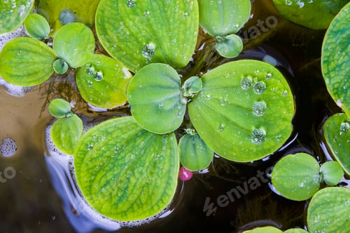 Preview: Close Up Plant and Water Droplet Abstract in The Cameron Highlands, Malaysia, Southeast Asia
