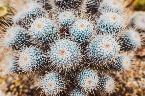 Preview: Detail of some cacti seen from above.