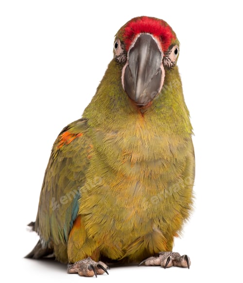 Preview: Red-fronted Macaw, Ara rubrogenys, 6 months old, in front of white background