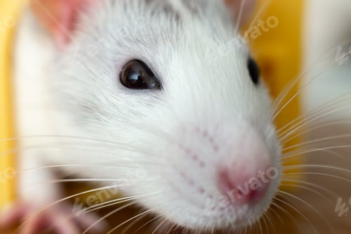 Preview: Closeup of funny white domestic rat with long whiskers
