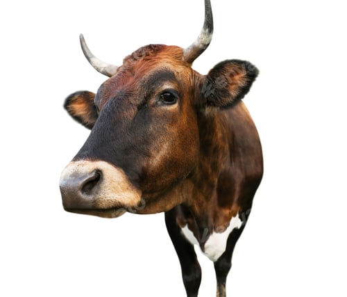 Preview: Beautiful brown cow on white background, closeup. Animal husbandry
