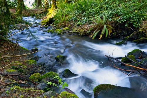 Preview: Small Mossy Creek