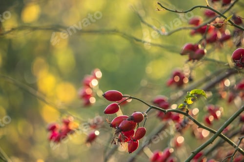 Preview: Wild Rose - The Fruit And Petals On The Branches Of The Bush. Top View.