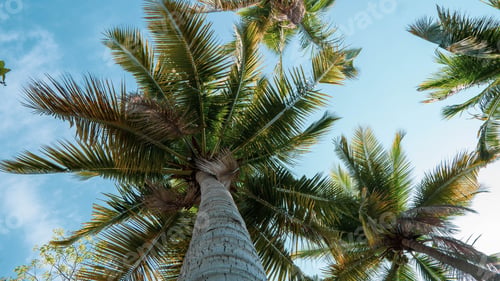 Preview: Low angle shot of tall green palm trees under a blue sky