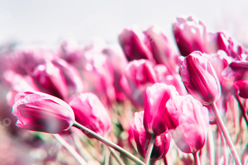 Preview: Tulips field in the Netherlands