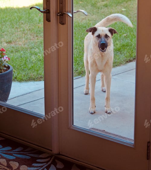 Preview: dog