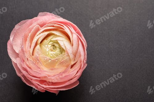 Preview: Beautiful ranunculus flower on grey background