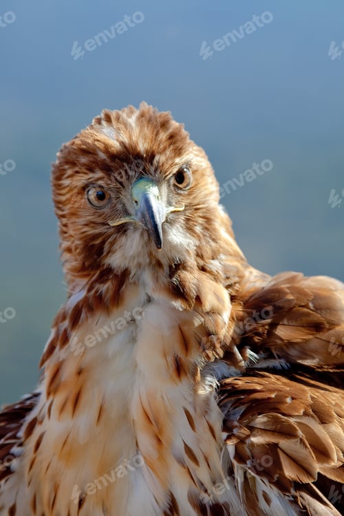 Preview: Eagle of red tail (Buteo jamaicensis)