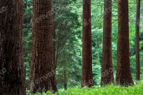 Preview: Scenic view of trees growing against green shrubs in a forest