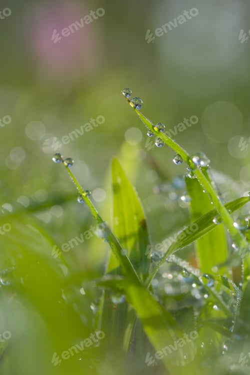 Preview: dew