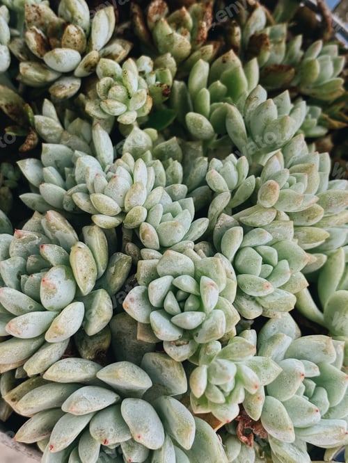Preview: beautiful succulents