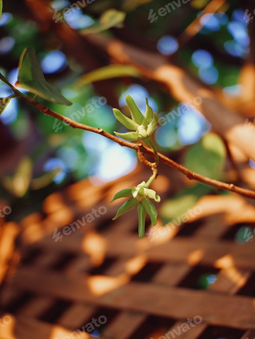 Preview: Ylang Ylang flowers blooms on early in the sunshine morning. Toned with color filter and soft noise