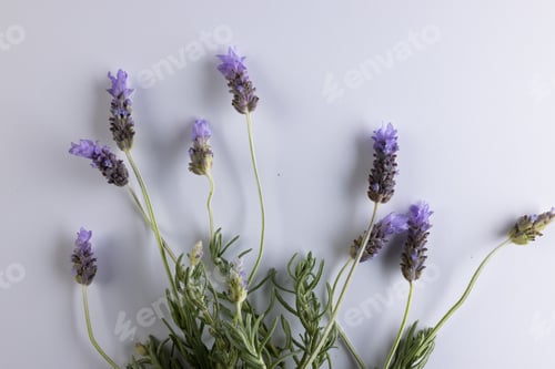 Preview: Bunch of purple lavender flowers and copy space on white background