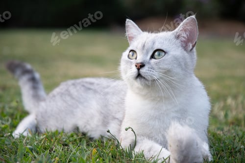 Preview: beautiful light gray scottish kitten lies peacefully on green lawn and looks up to the sky,peaceful
